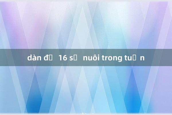 dàn đề 16 số nuôi trong tuần